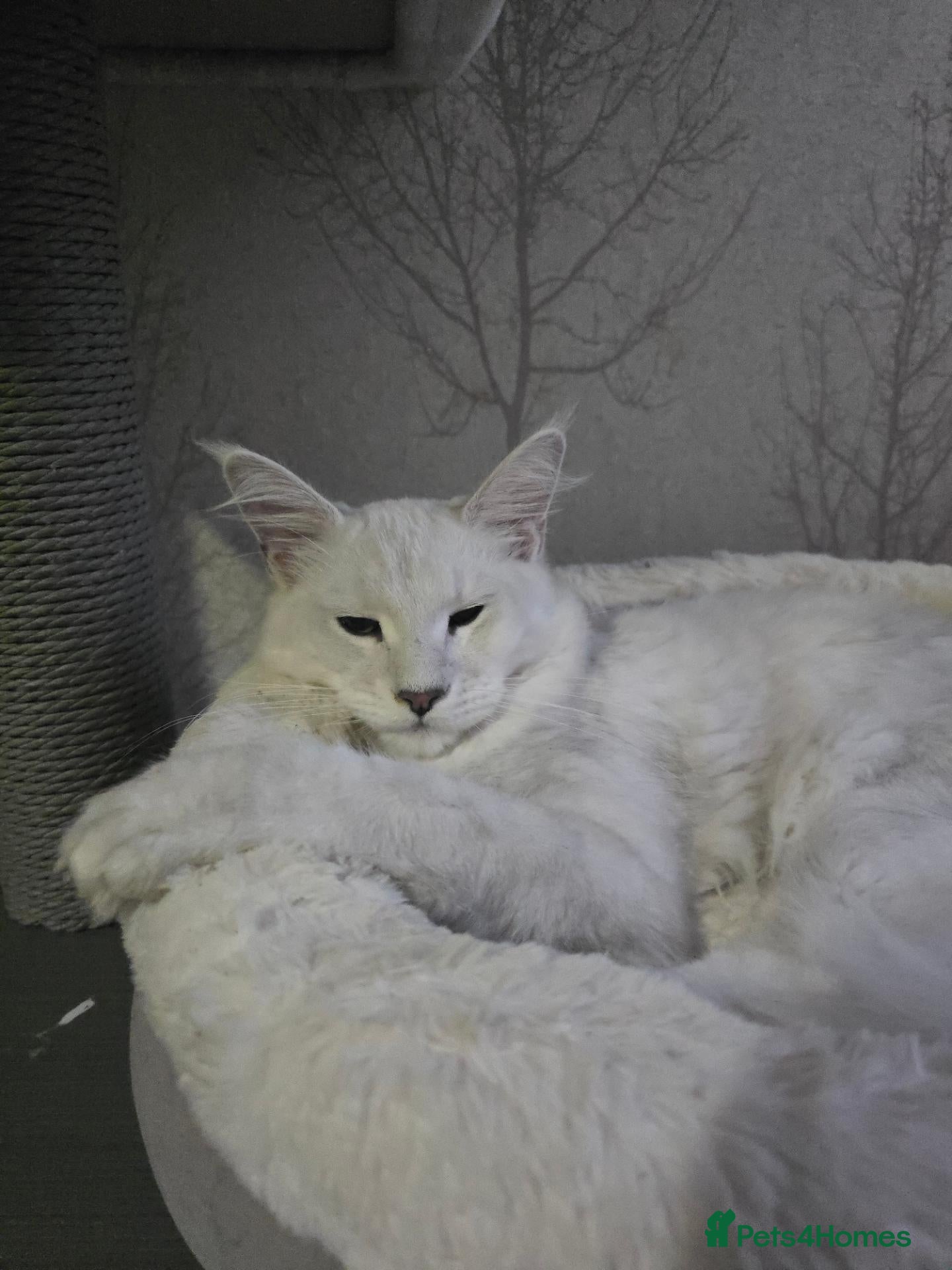 Maine Coon cats for sale: RARE Blue Silver (NOT WHITE) Maine Coon  - Advert 2