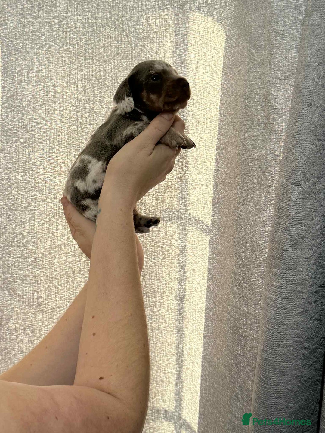 Miniature Dachshund dogs for sale: Miniature dachshunds  - Image 12