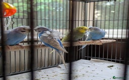 Budgerigars birds for sale: Japanese crested Hagoromos for sale - Image 7