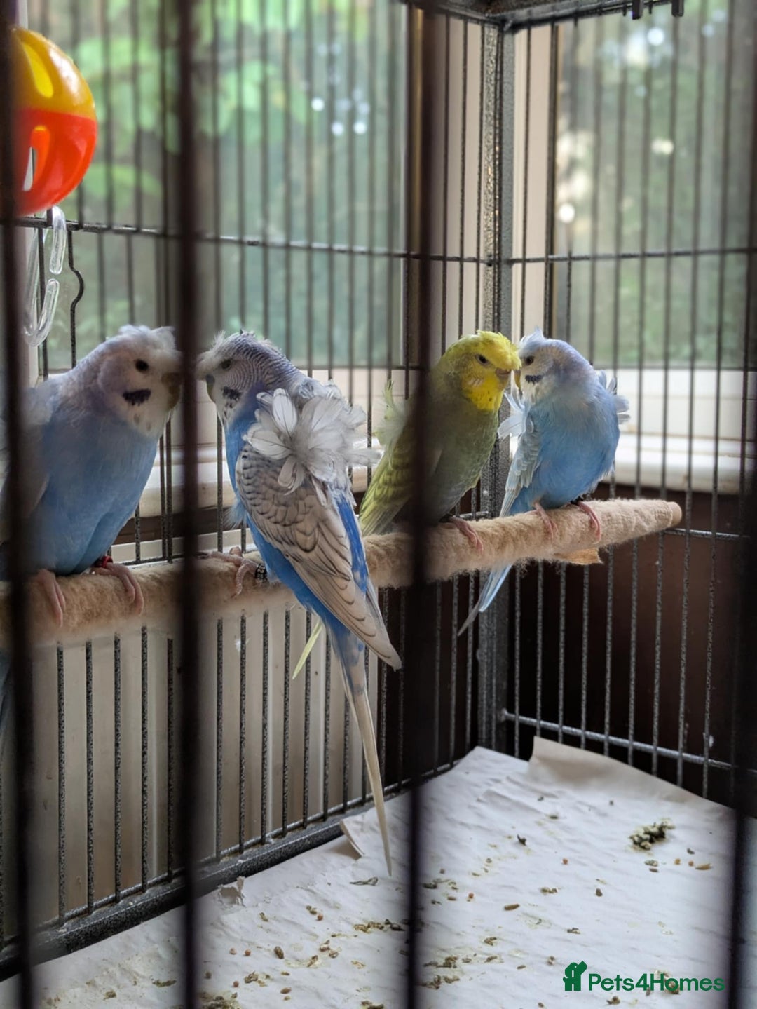 Budgerigars birds for sale: Japanese crested Hagoromos for sale - Image 7
