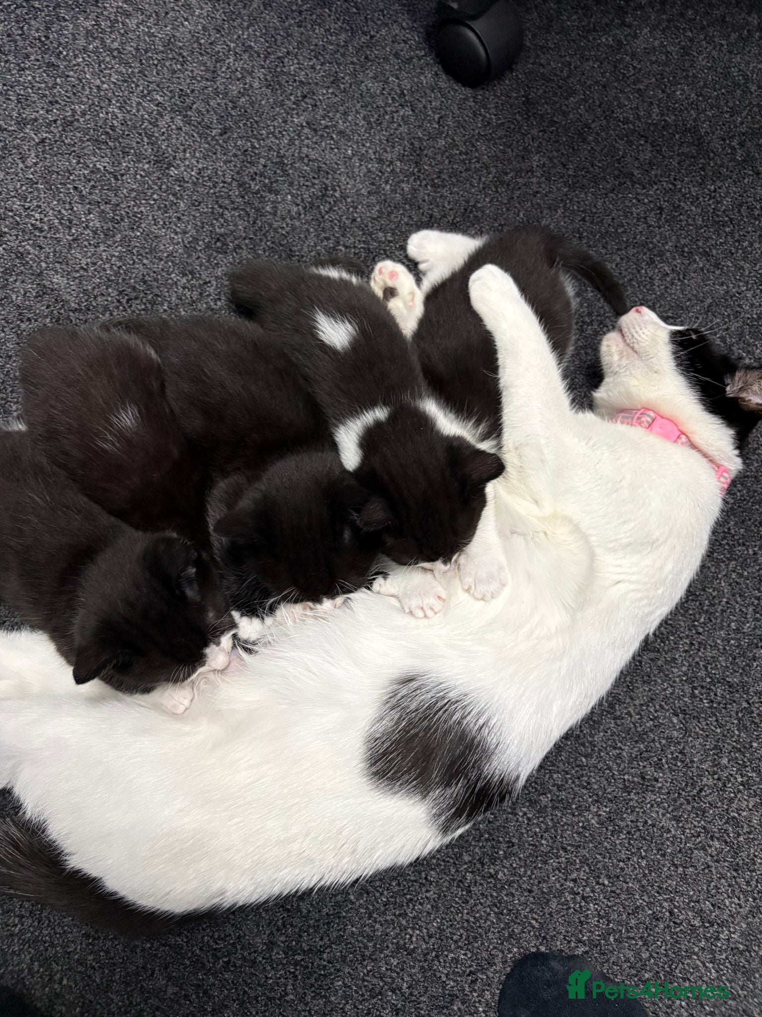 British Shorthair cats kittens for sale - Advert 7