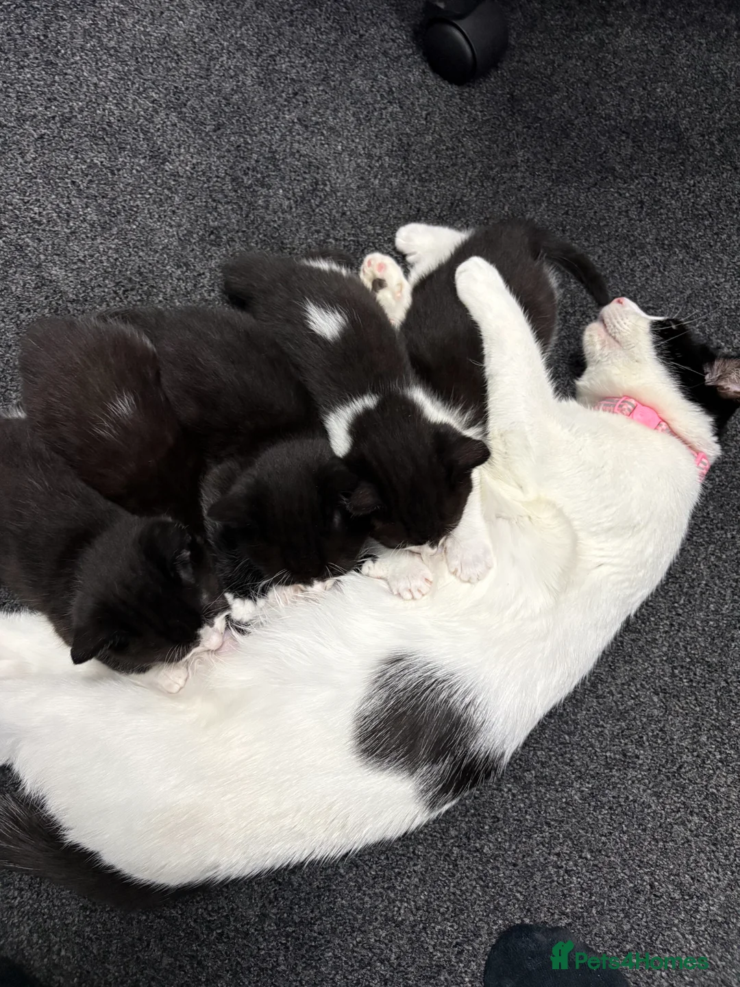 British Shorthair cats for sale: kittens for sale in High Wycombe - Advert 1