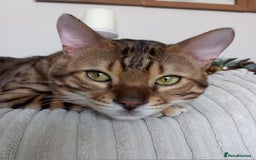 Bengal cats for sale: BENGAL Cross Kittens ♡ BLUE | READY NOW - Image 18