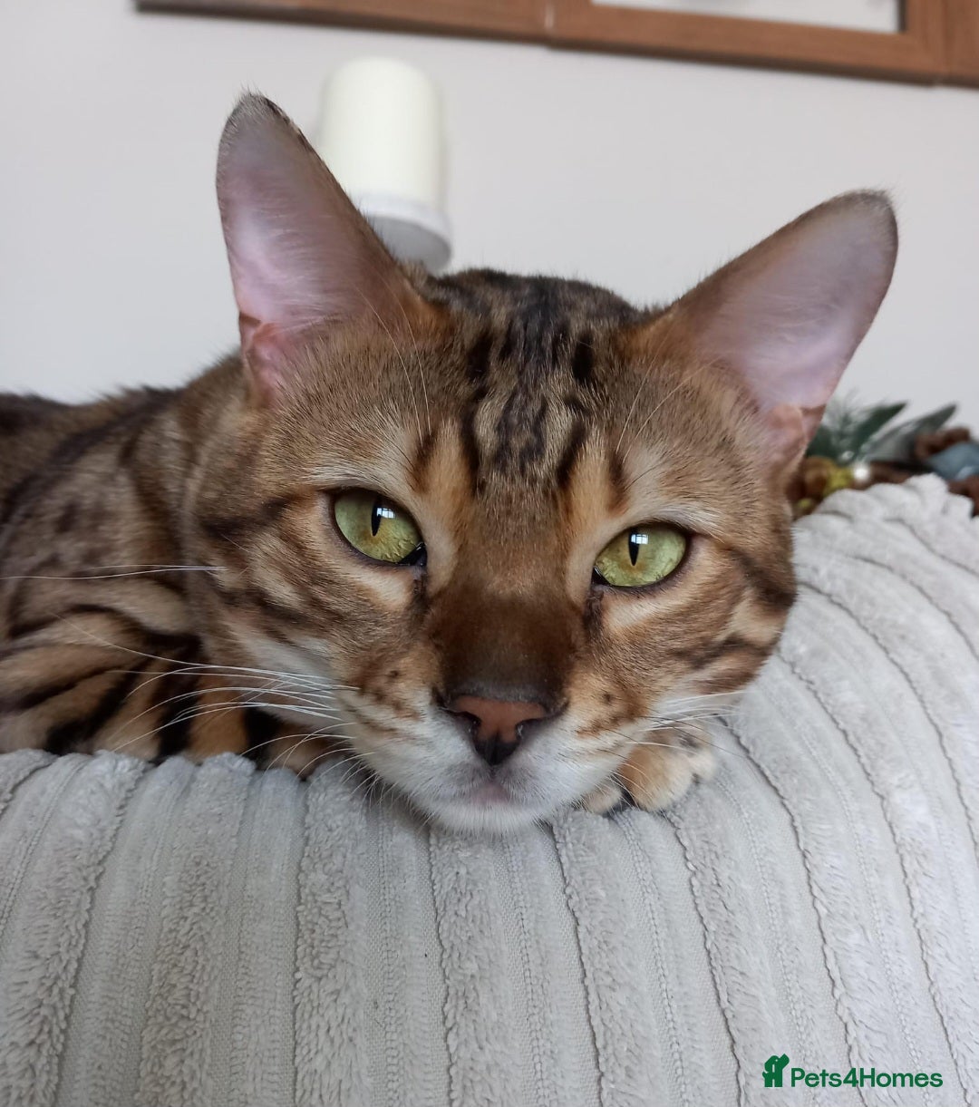 Bengal cats for sale: BENGAL Cross Kittens ♡ BLUE | READY NOW - Image 18