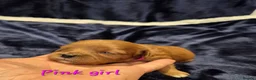Cavapoo dogs for sale: Adorable F1 Cavapoo puppies - Advert 16