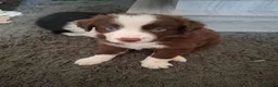 Border Collie dogs for sale: Brown Male Collie - Advert 3