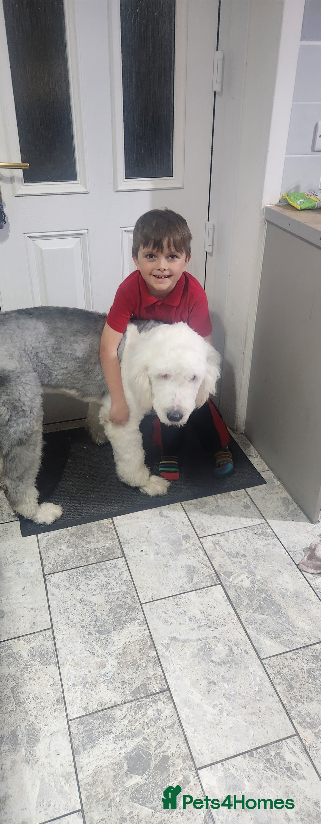 Mixed Breed dogs for sale: OES/ Golden Oldie Cross - Image 6