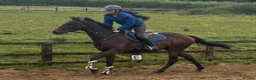 Irish Thoroughbred horses for sale: Super Savon !  - Advert 4