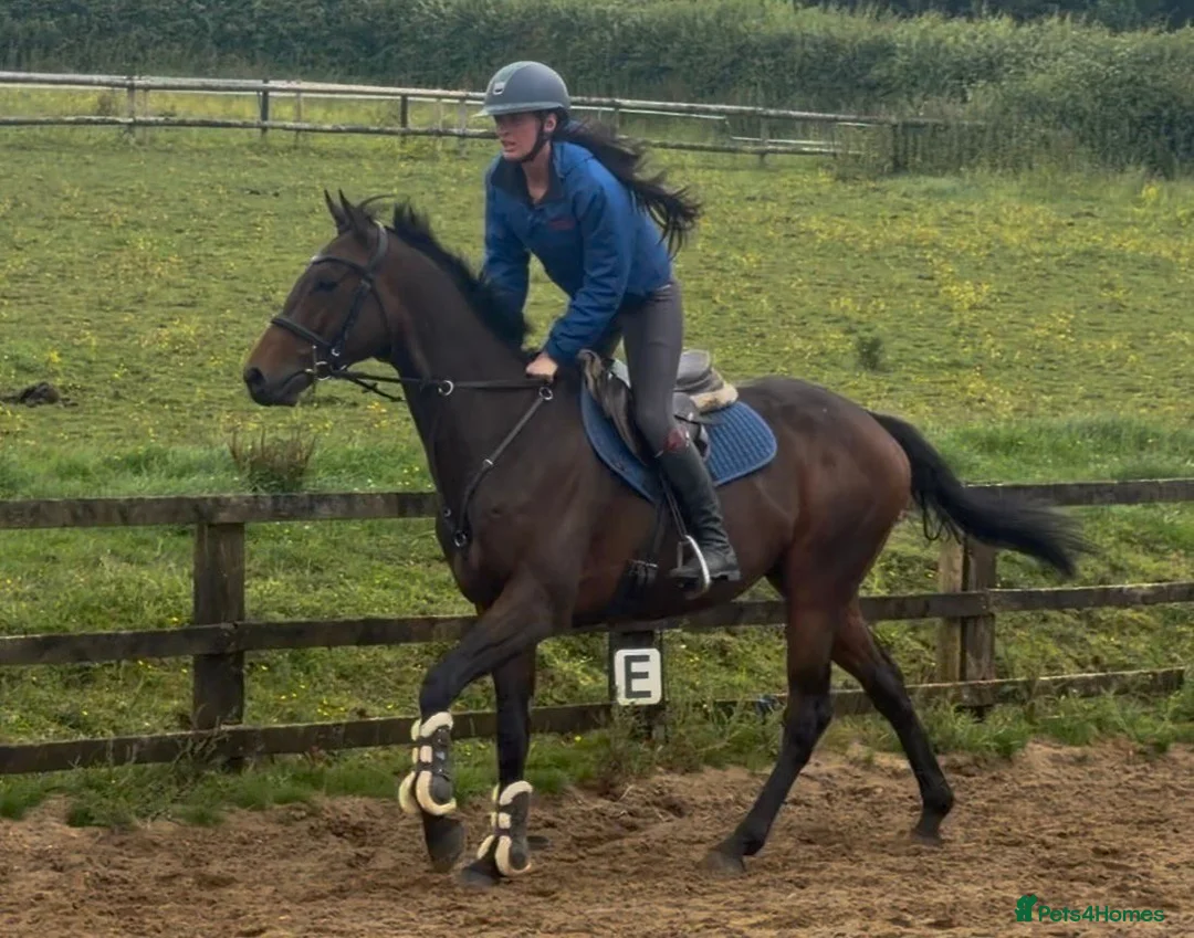 Irish Thoroughbred horses for sale: Super Savon !  - Advert 4