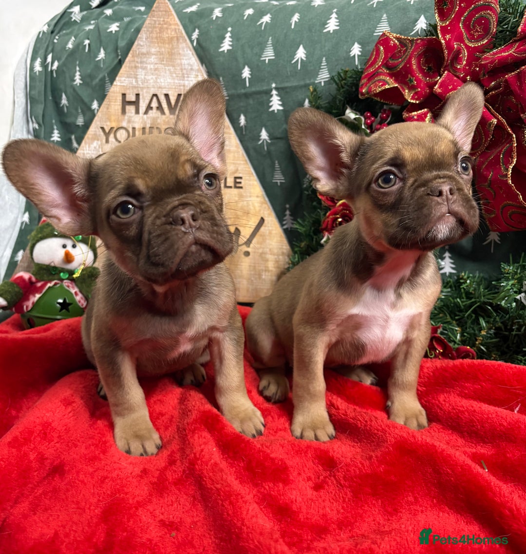 French Bulldog dogs for sale: French Bulldog Gorgeous Colours Available - Advert 1