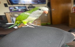 Parakeets birds for sale: Male Tame Quaker Parrot - Image 3