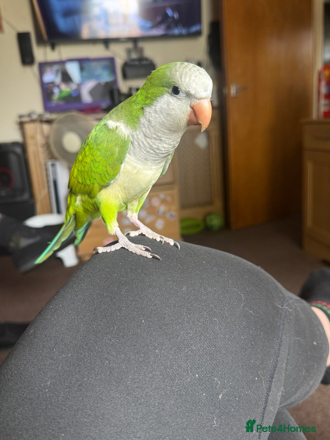 Parakeets birds for sale: Male Tame Quaker Parrot - Image 3
