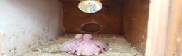 Budgerigars birds for sale: !!! YOUNG BUDGIES READY FOR REHOMING!!! - Advert 8