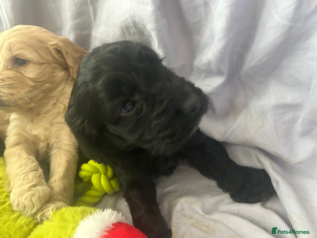 Cockapoo dogs for sale: F1 cockapoo puppies  - Advert 10