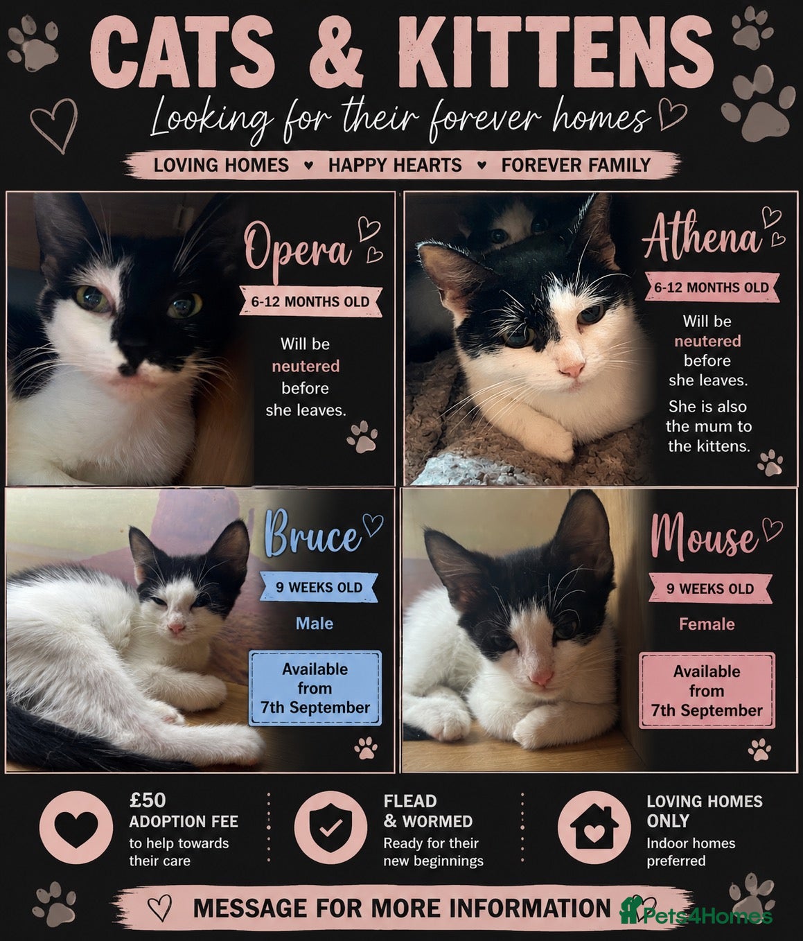 Mixed Breed cats The Shed Kittens ♥️ - Advert 7