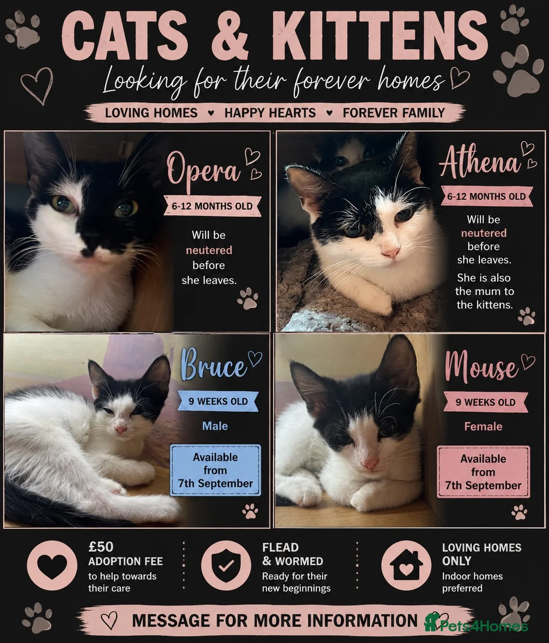 Mixed Breed cats for sale: The Shed Kittens ♥️ - Advert 1