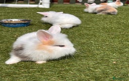 Lionhead rabbits for sale: Lionhead x lowered baby rabbits  - Image 6