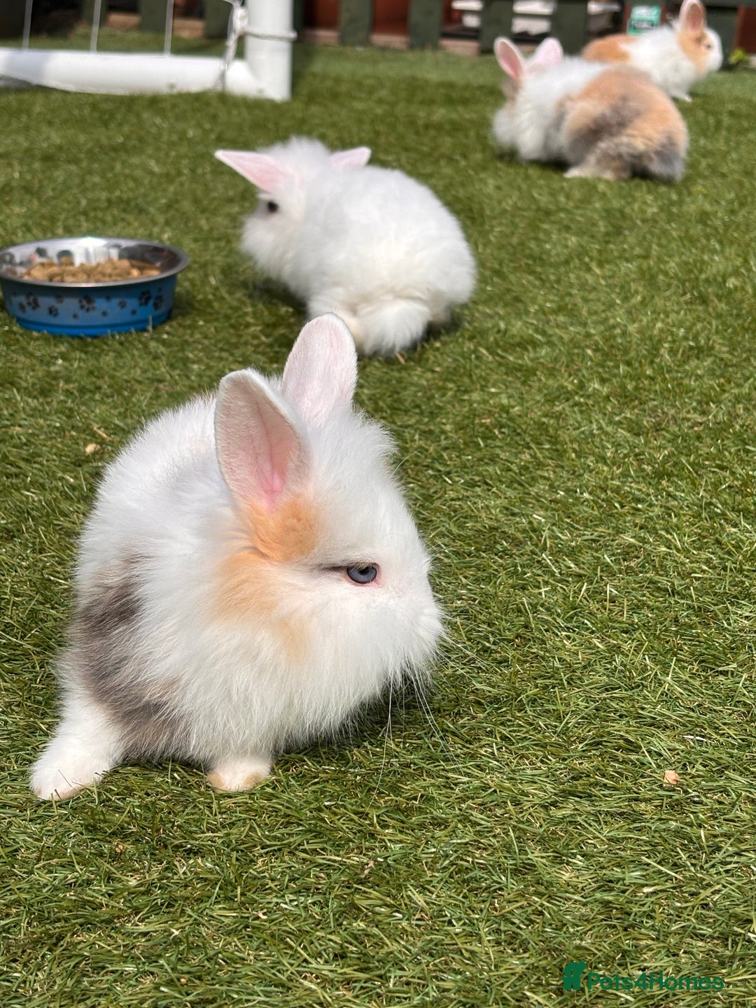 Lionhead rabbits for sale: Lionhead x lowered baby rabbits  - Image 6