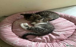 Domestic Shorthair cats for sale: 3 male kittens  - Image 2