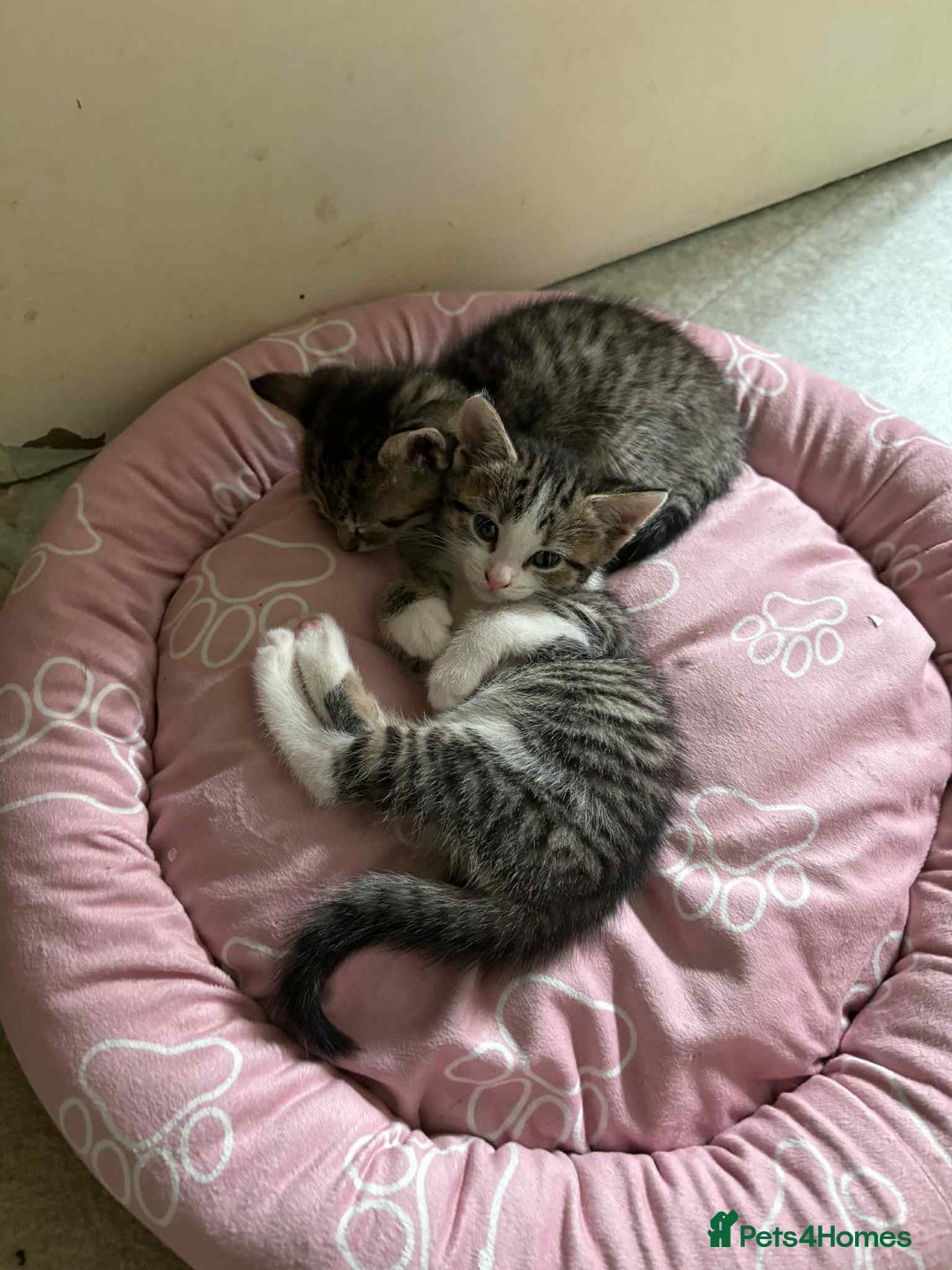 Domestic Shorthair cats for sale: 3 male kittens  - Image 2