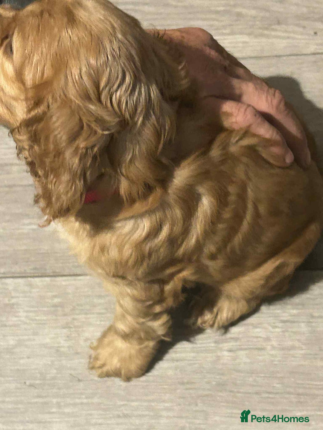 Cockapoo dogs for sale: 5 beautiful cockapoo's - Image 21