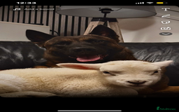 Belgian Shepherd Dog dogs for stud: Belgian malinois x American Akita STUD - Image 3