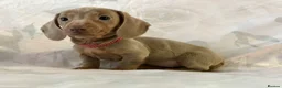 Miniature Dachshund dogs for sale: Miniature beautiful Isabella Girl 🩶🐾 - Advert 11