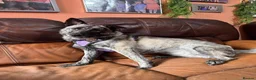 Mixed Breed dogs for adoption: Medium, F, loves people & dogs, great character! - Advert 2