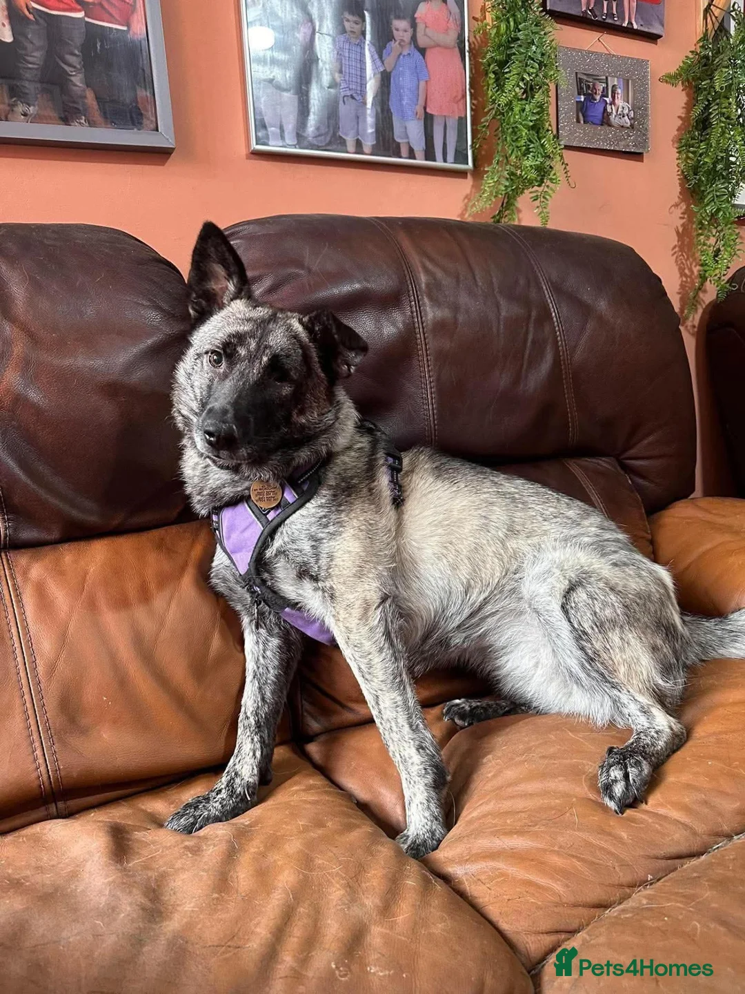 Mixed Breed dogs for adoption: Medium, F, loves people & dogs, great character! - Advert 2