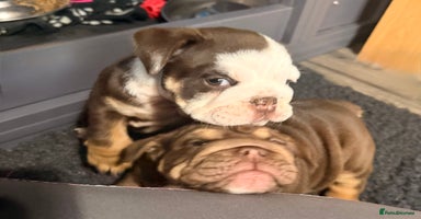 English Bulldog dogs - Advert 2