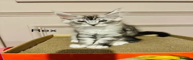 Maine Coon Kitten 3