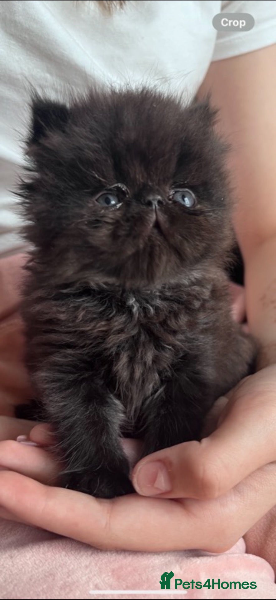 Persian cats Stunning colour point Persians - Advert 2