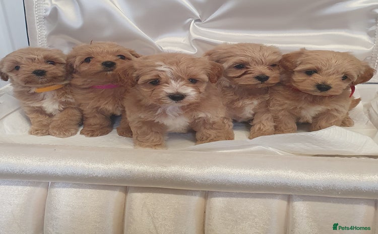 Maltipoo dogs - Advert 1