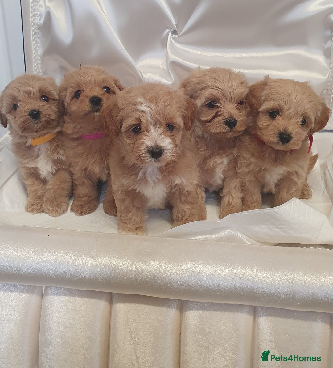 Maltipoo dogs for sale: F1 toy multipoo puppies - Image 1