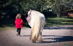 Irish Cob horses for sale: Companion Mare & Filly Foal - Image 1