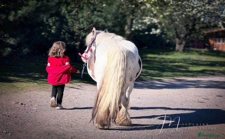 Irish Cob horses - Advert 2