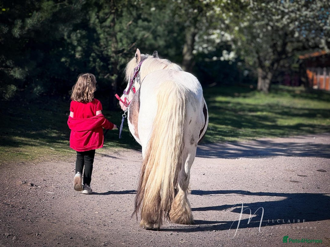 Irish Cob horses for sale: Companion Mare & Filly Foal - Image 1