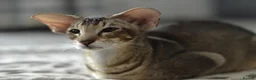 Siamese cats for sale: Tica Registered Blue Siamese Boy for reservation - Advert 5