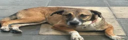 Mixed Breed dogs for adoption: Lizzie - Norwich Norfolk  - Advert 6