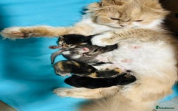 Scottish Fold cats for sale: Scottish Fold Pedigree Kittens in Romford - Image 17