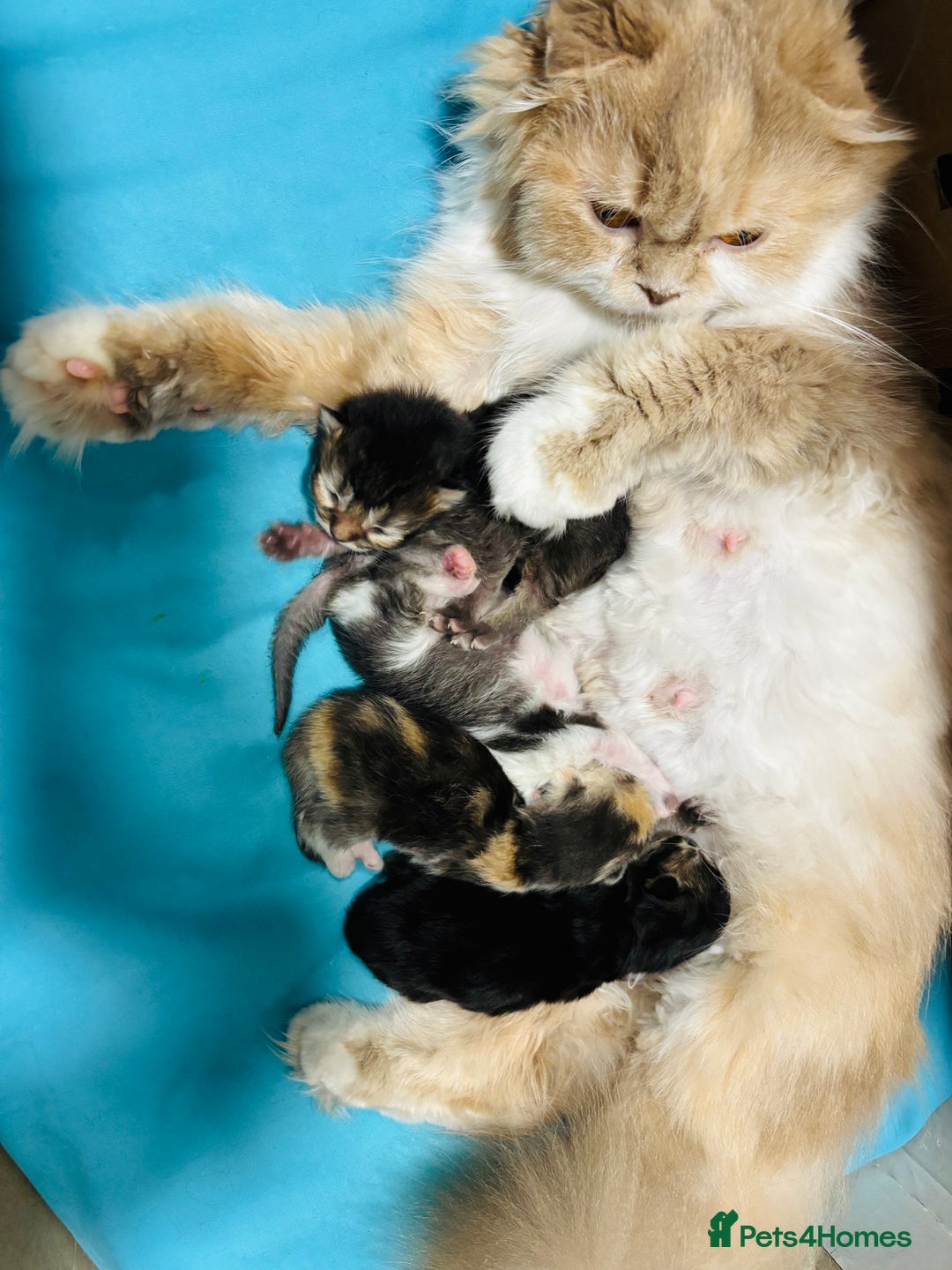Scottish Fold cats for sale: Scottish Fold Pedigree Kittens in Romford - Image 17