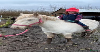 Riding pony horses For Sale Kids Lead Rein Pony! Safe and Bombproof - Advert 6