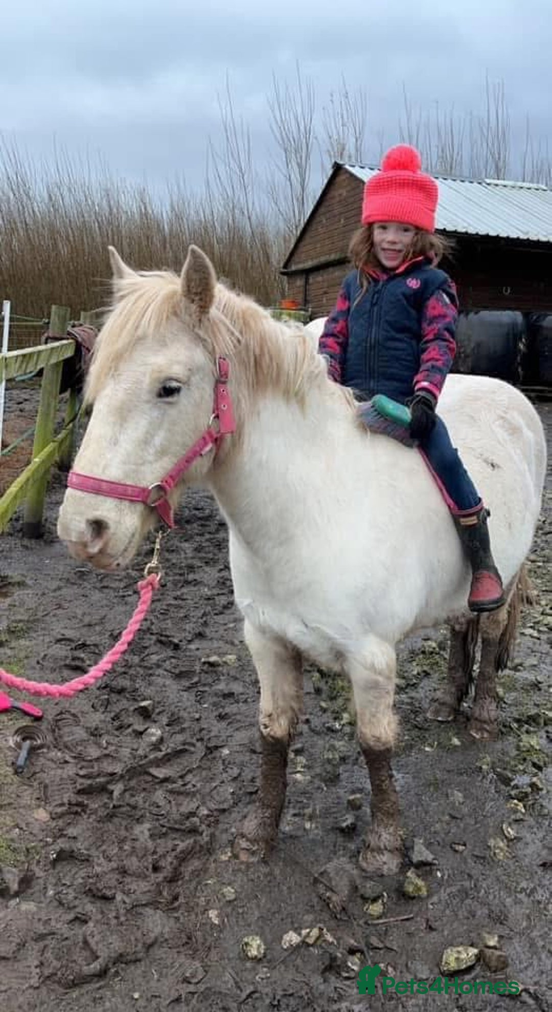 Riding pony horses for sale: For Sale Kids Lead Rein Pony! Safe and Bombproof - Advert 3