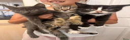 Mixed Breed cats for sale: Three beautiful kittens ready to go.  in Southampton - Advert 5