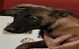 Belgian Shepherd Dog dogs for sale: Belgian Malinois puppy LILO - Image 17