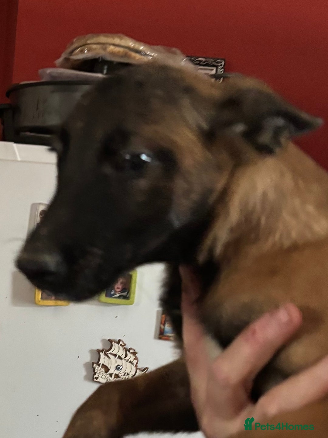 Belgian Shepherd Dog dogs for sale: Belgian Malinois puppy LILO - Image 17