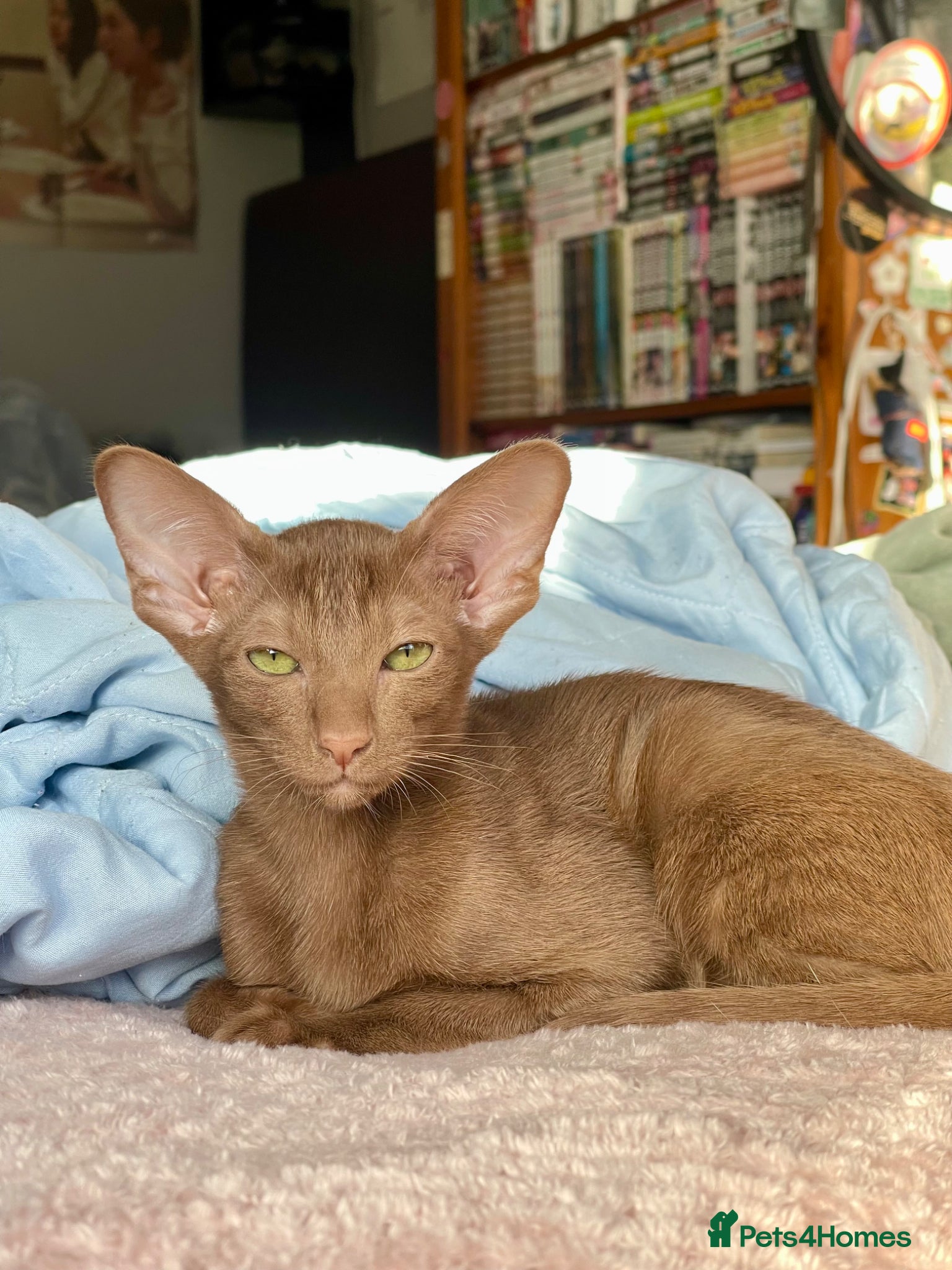 Oriental cats Oriental shorthair  - Advert 1