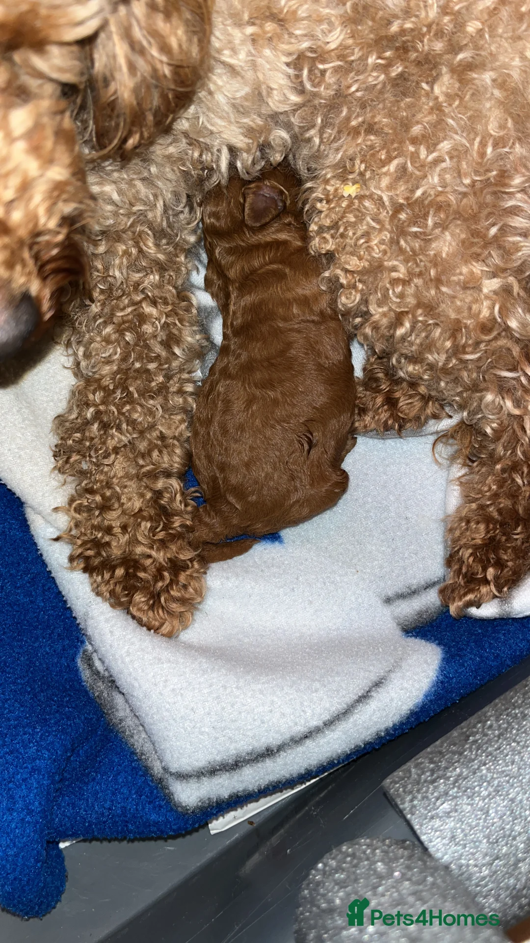 Toy Poodle dogs for sale: Red Toy Poodle  - Advert 10