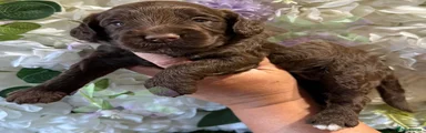 Cockapoo 6