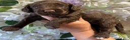 Cockapoo dogs for sale: F1 mini Cockapoos 30 dna health tested various  - Advert 4